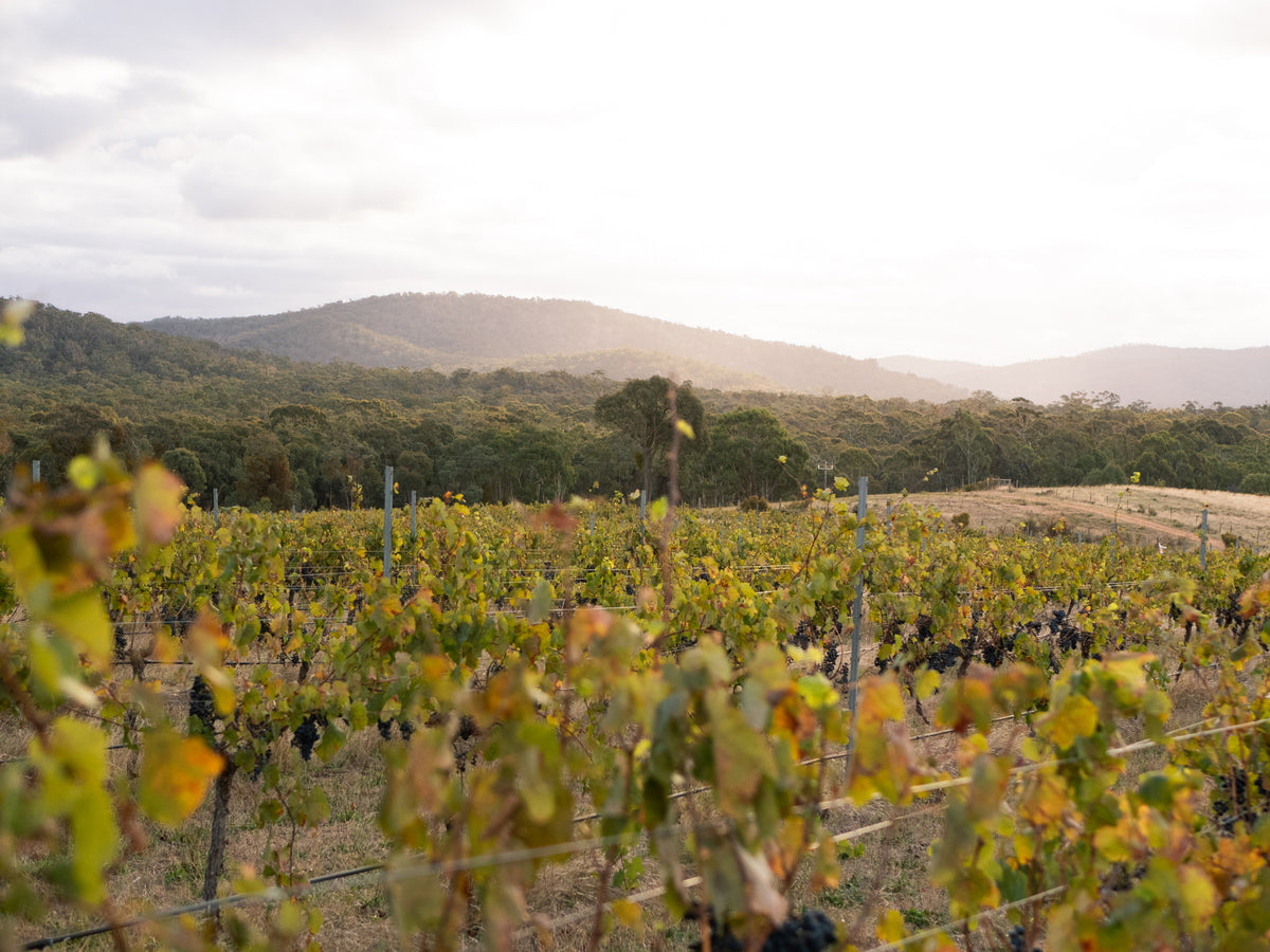 Ranahan's Vineyard, The Pyrenees Victoria: Welcome – Ranahan's Wine